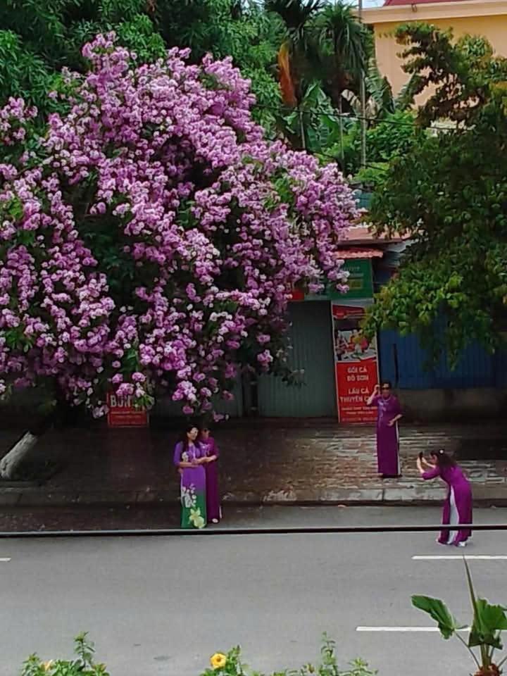 Quang Minh Hotel Đồ Sơn Ngoại thất bức ảnh